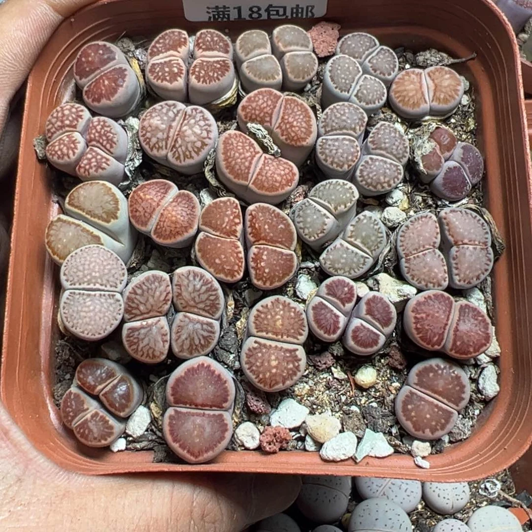 【闪购商品】 958。