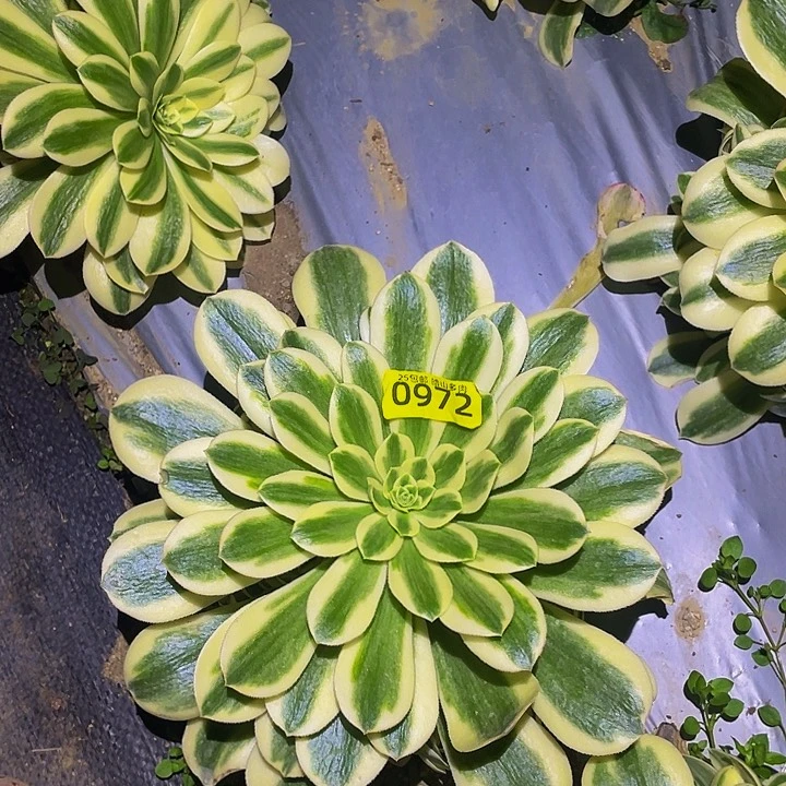 0972迈巴赫多肉植物