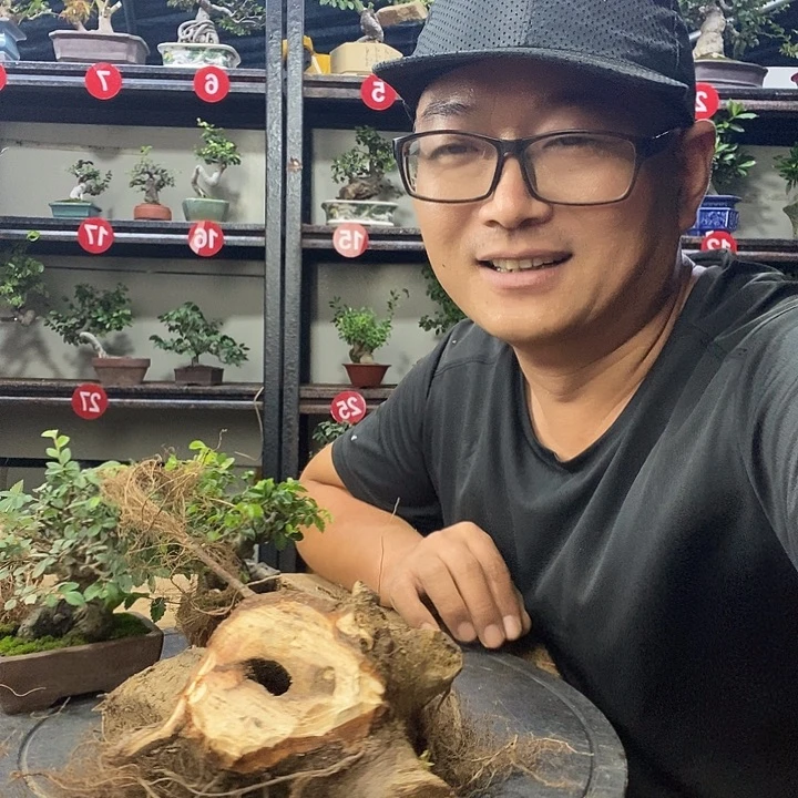 自***法无花朵小叶榔榆大班