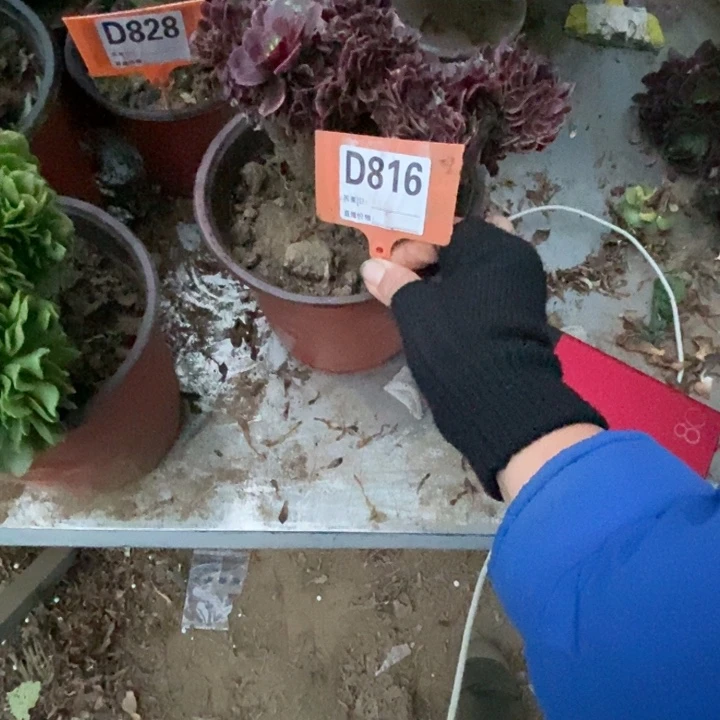 临***哥D816美杜莎老庄老庄