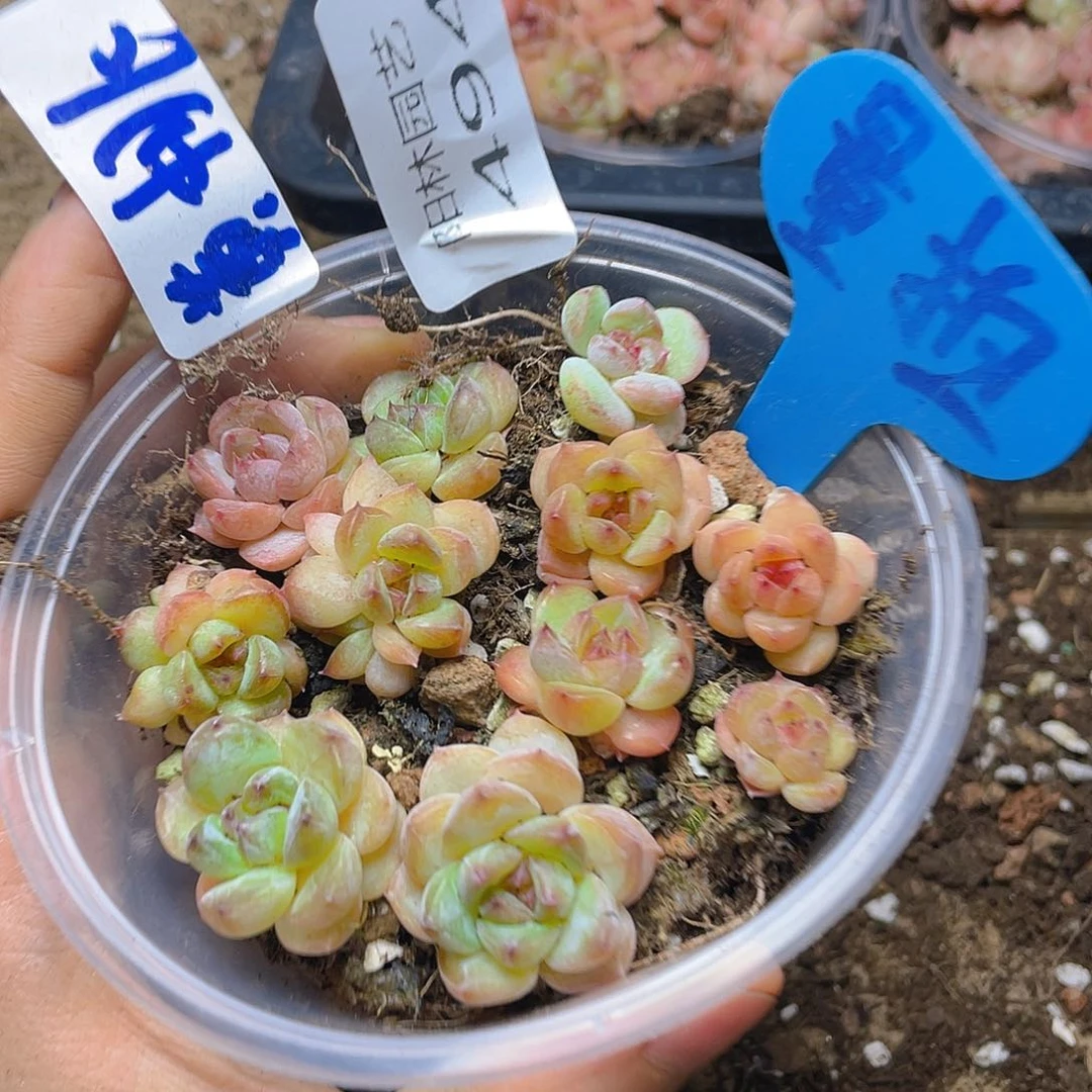 量拍多肉植物多肉植物494