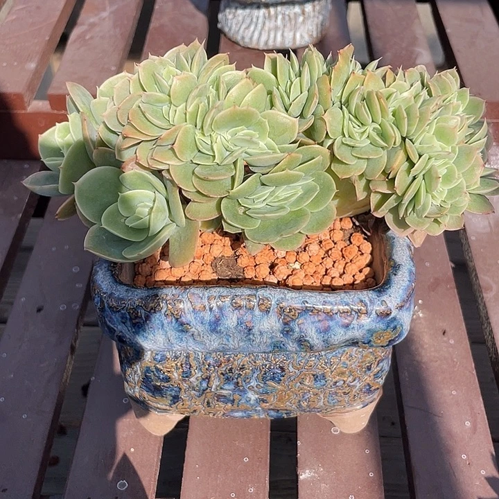 星娜塔缀化多肉植物