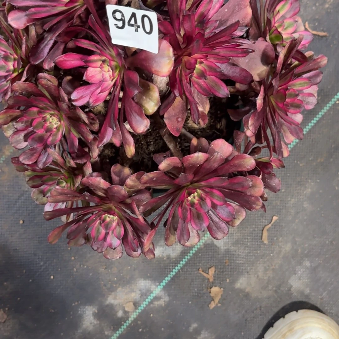 美肌多肉植物老庄940