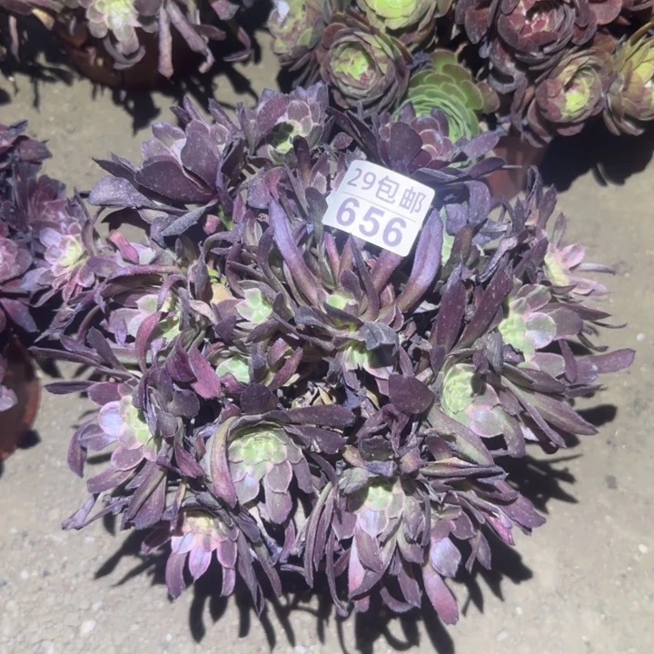 紫烟……不包断枝……