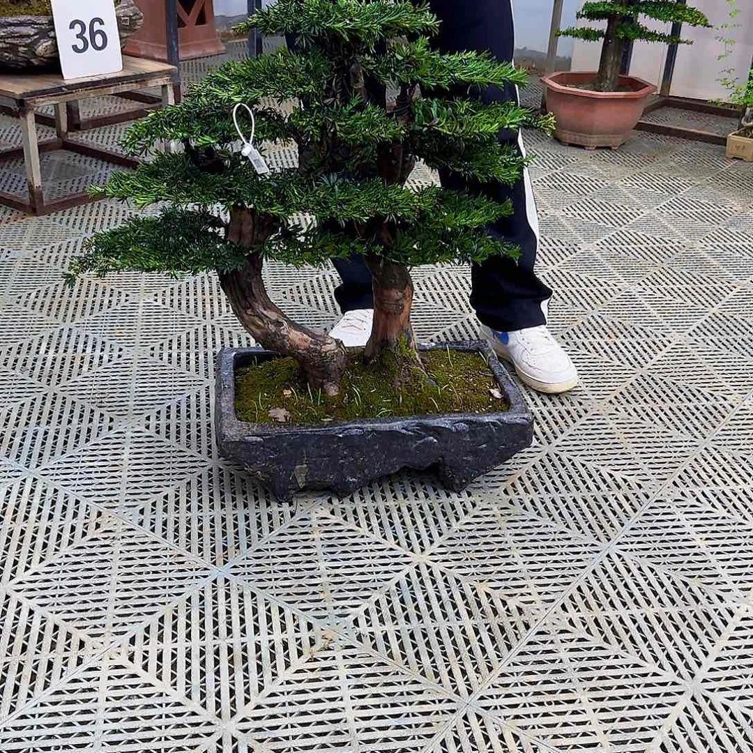 无花朵米叶罗汉松造型盆景