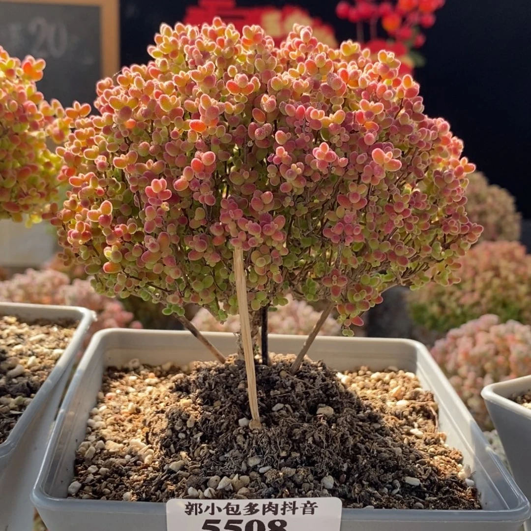 ?****?蜜橘糖球5508枝干番杏