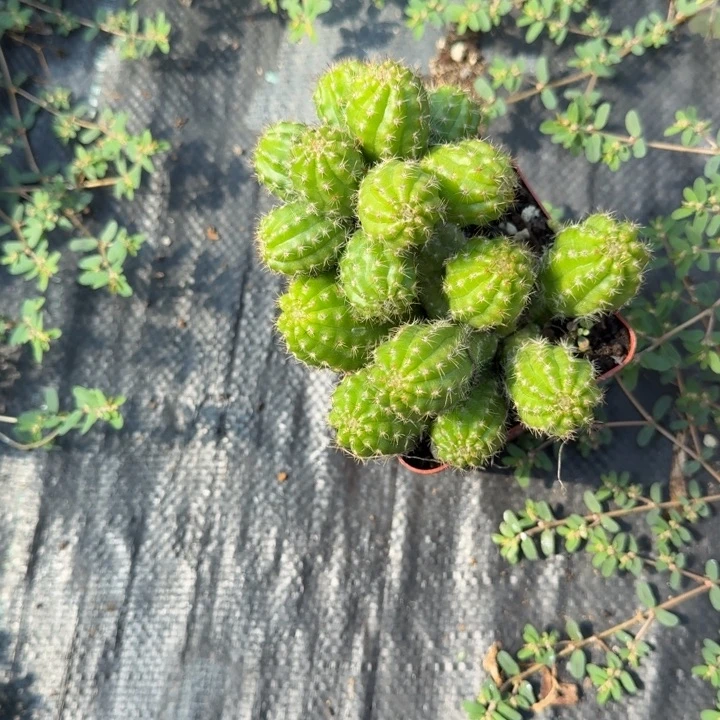 白檀仙人掌群生785