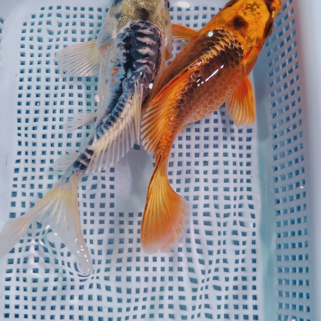 锦鲤锦鲤观赏鱼观赏605