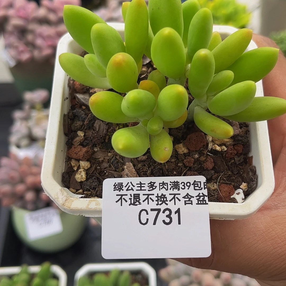 731芒果奶酪7cm多肉