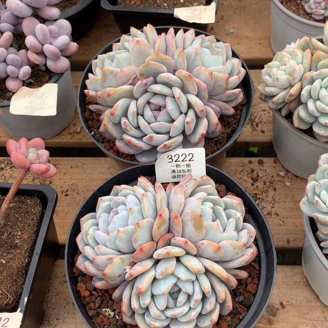 13厘米三头星影两颗3222