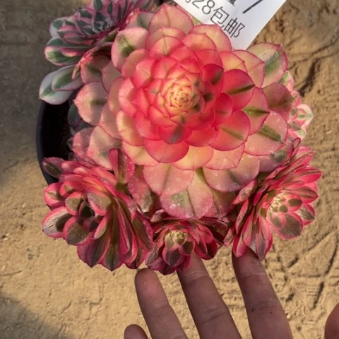 荔枝多肉多肉8817