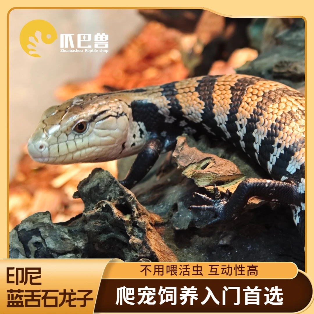 【爪巴兽】印尼蓝舌石龙子爬宠入门首选活体蜥蜴爬宠宠物不用喂活虫