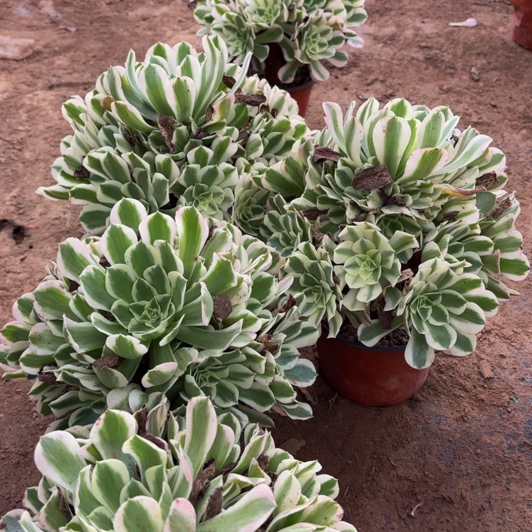 雨花石9.9木质老桩