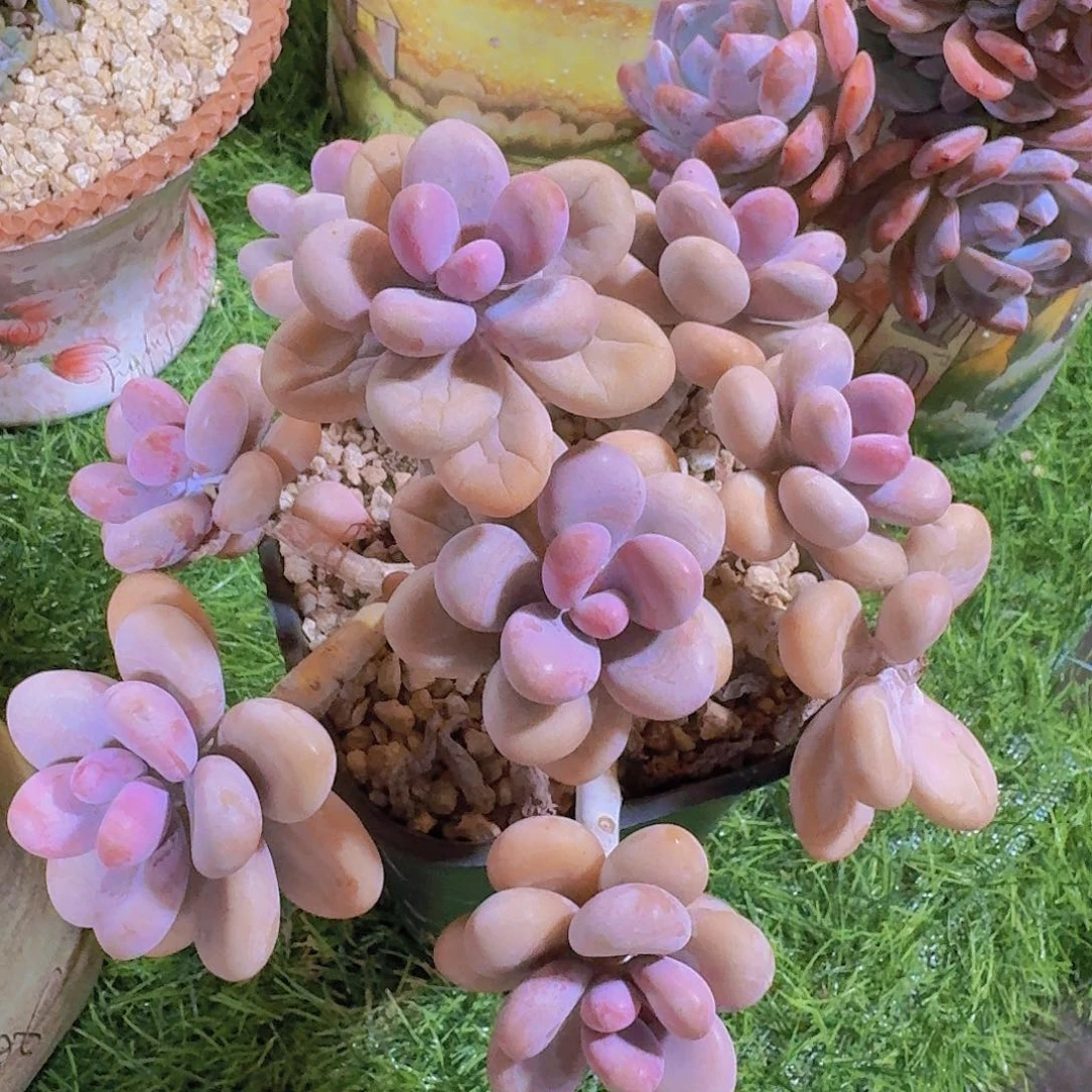 无花朵桃蛋瑕疵一物一拍