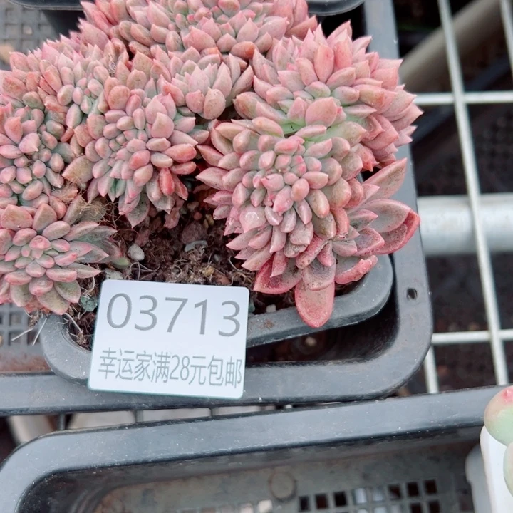 幸运的是我还没遇到你呢哈哈