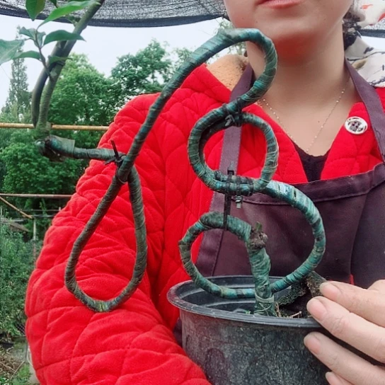 无花朵金弹子福。