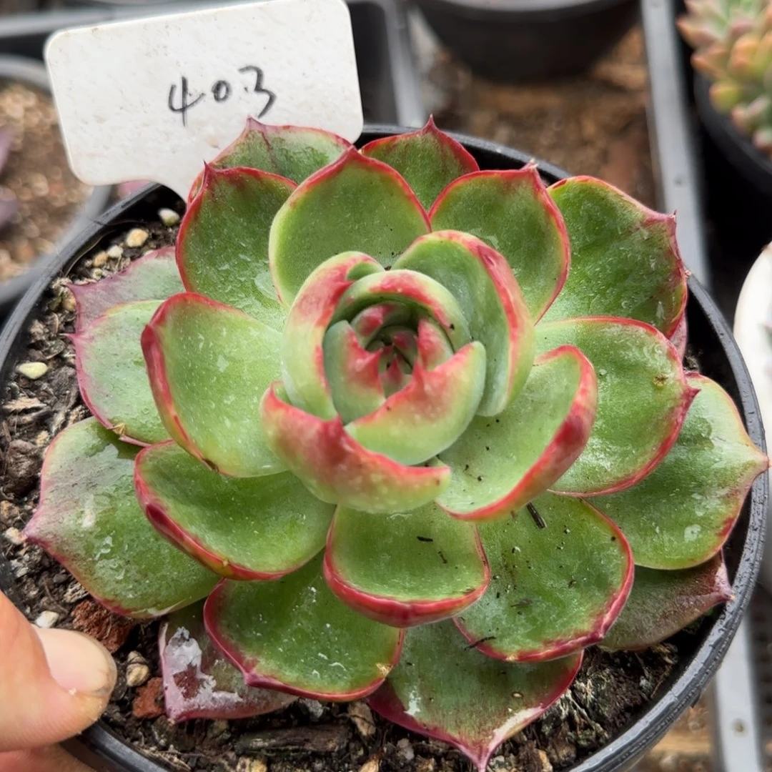 惊鸿一物一拍包装收缩花旱403