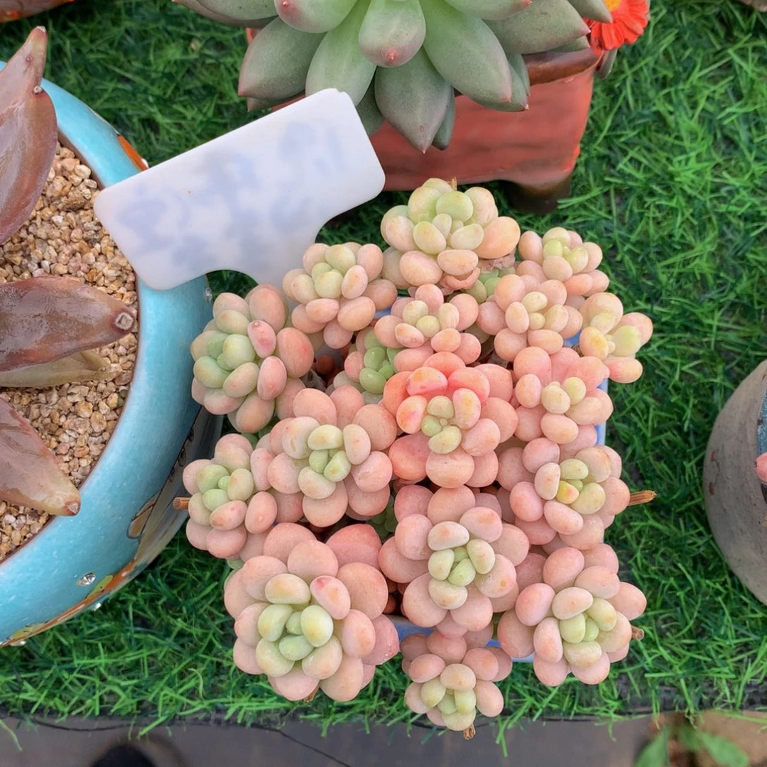 彭***彭多肉植物283838383