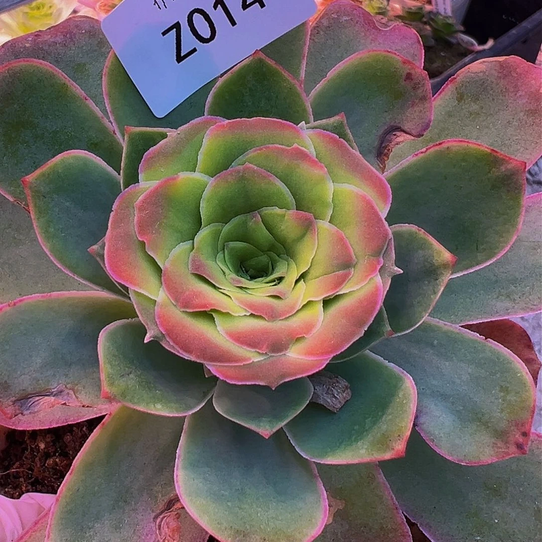 无**.朱014 帕系不知名