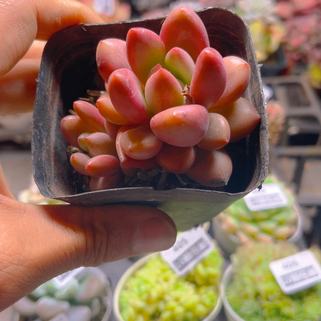 星***谷杜尔姆命终末哦哦哦哦哦哦