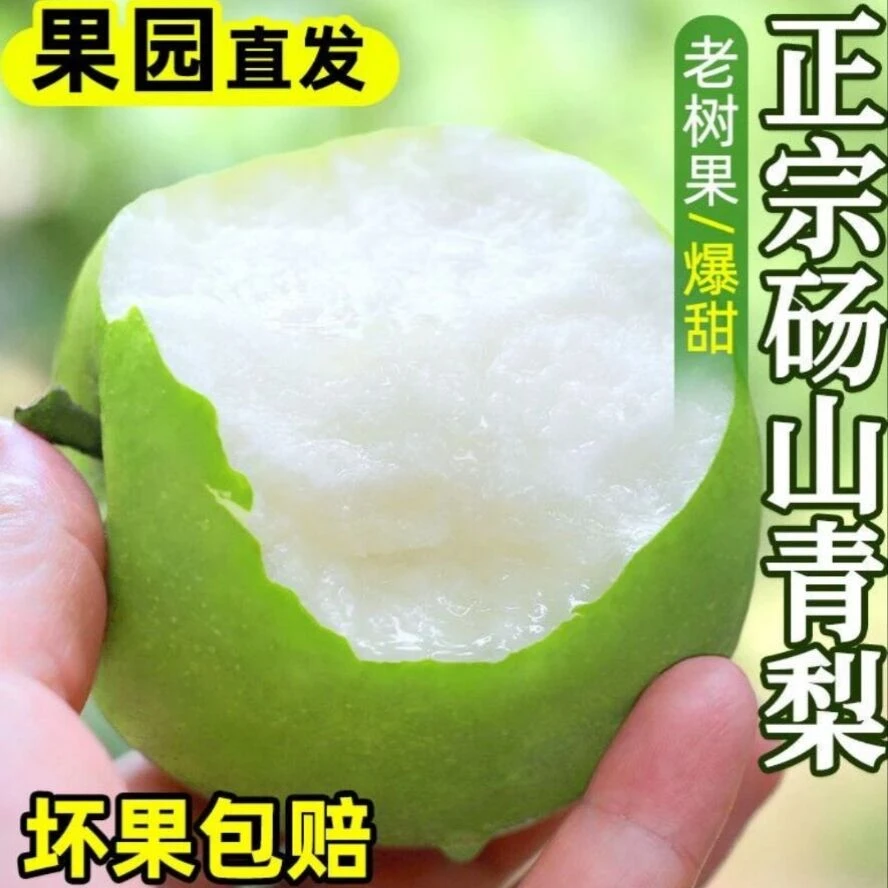 【现摘先发】正宗砀山酥脆一号皇冠梨酥脆新鲜苹果梨翠冠梨脆甜