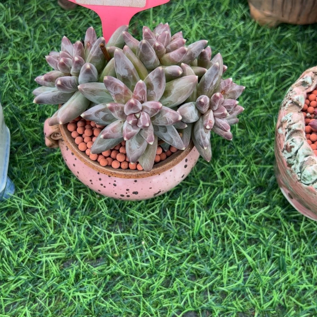 小***妤凤羽小老桩多肉植物