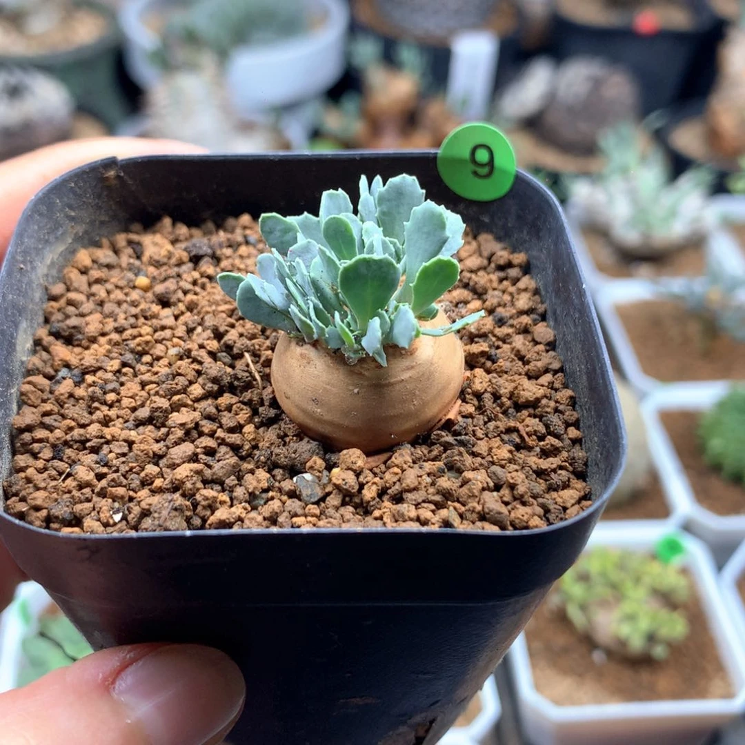 格加厚敦菊母本带盆