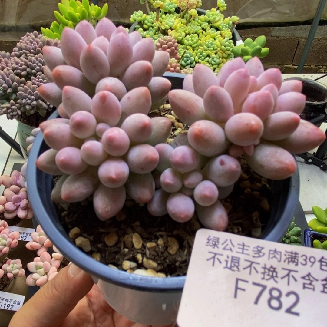 782婴儿手指8cm多肉