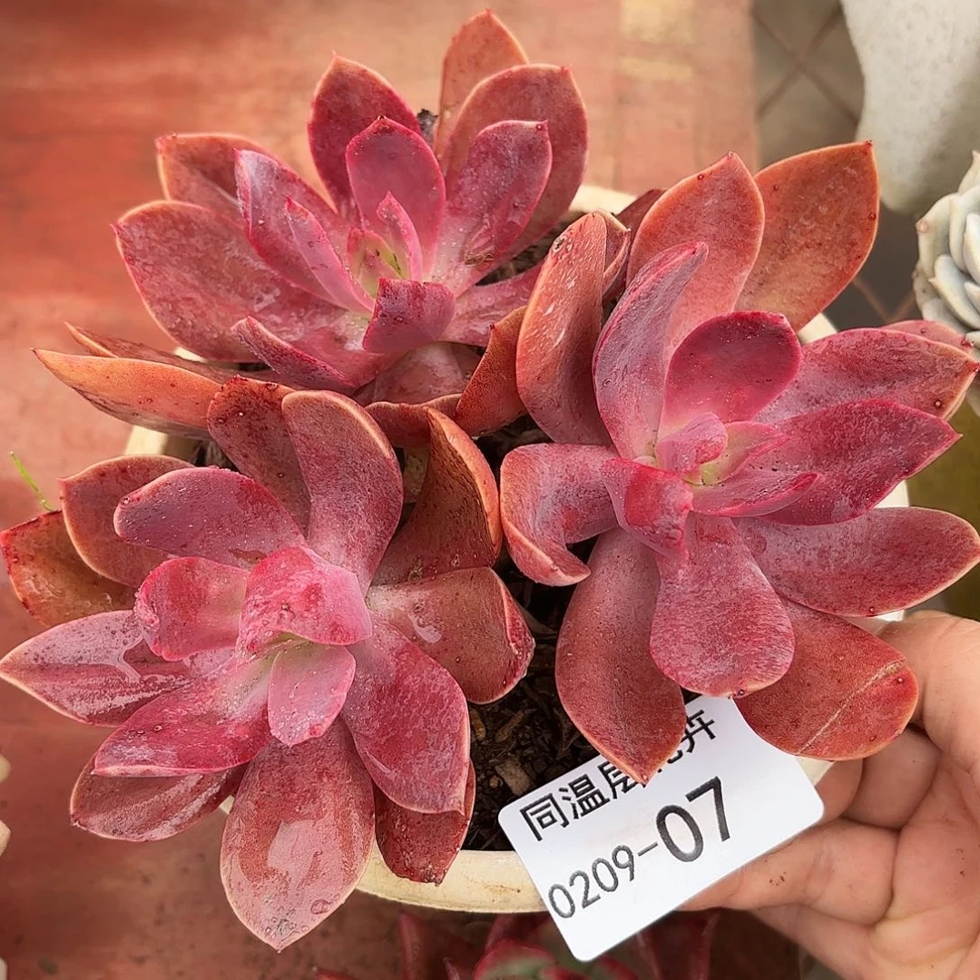 同温层多肉花伐07