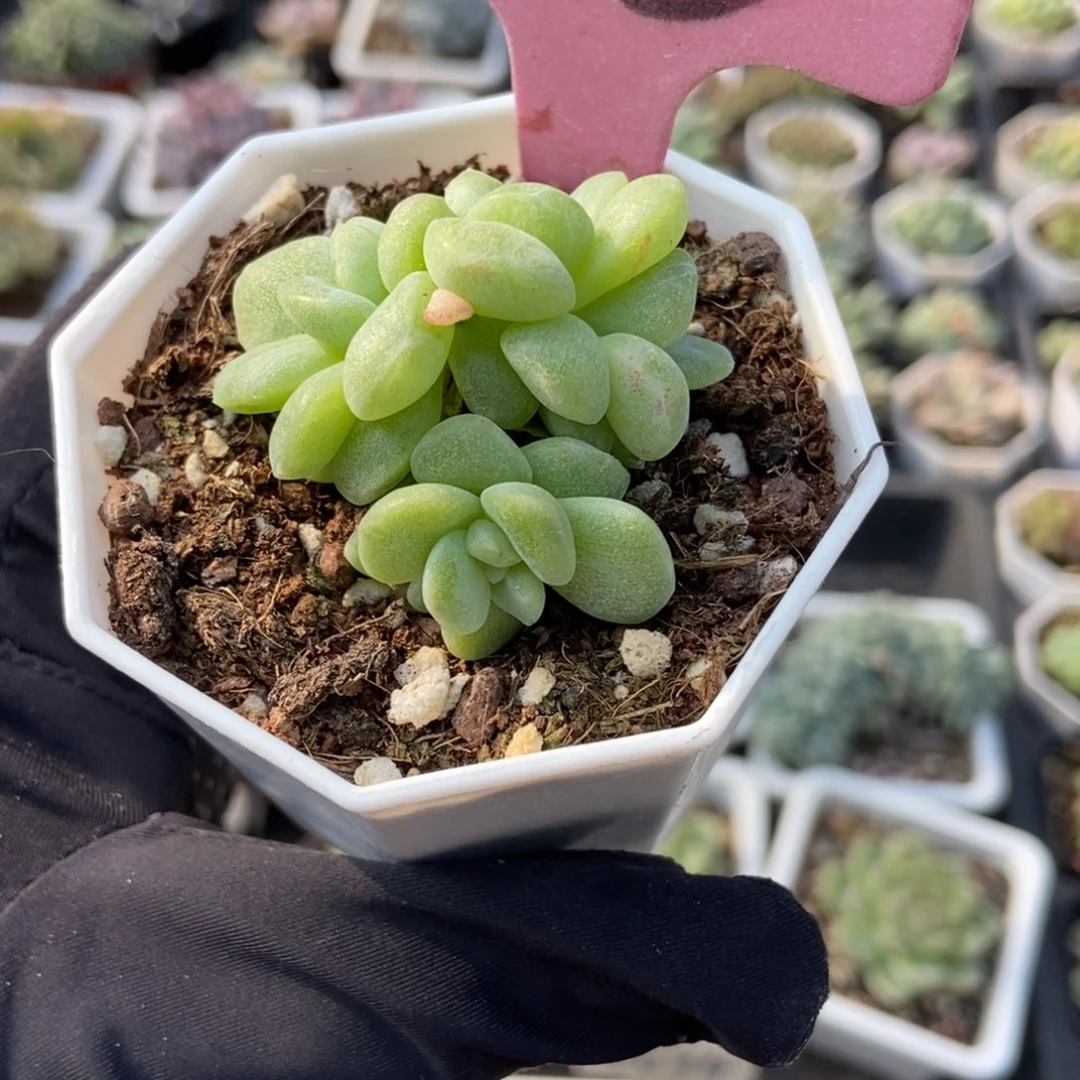 143冰玉石化多肉植物