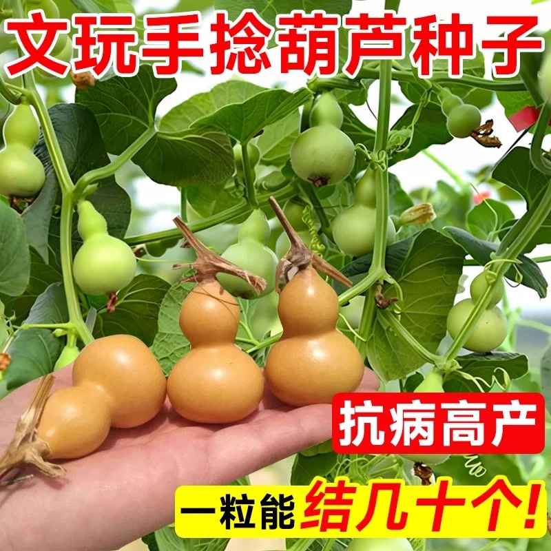 八宝葫芦籽大葫芦种子庭院观赏特小号文玩小葫芦种籽盆栽爬藤植物