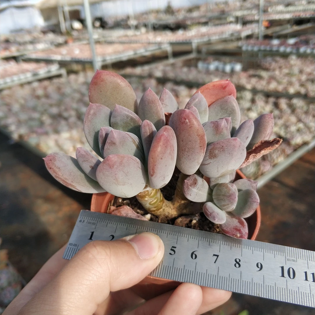 灰姑娘 多肉植物