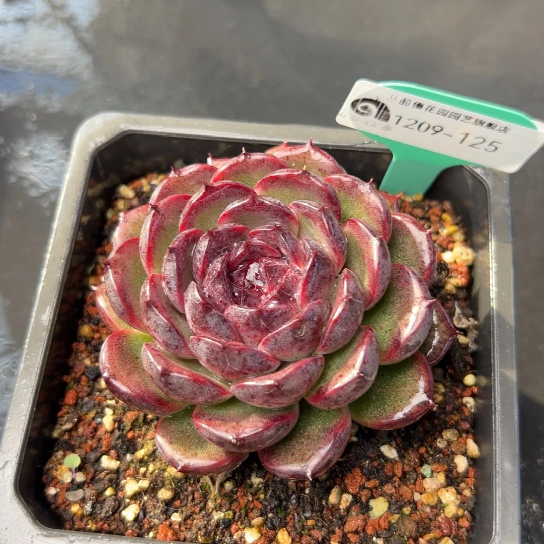 从前慢花园多肉编号1209-125