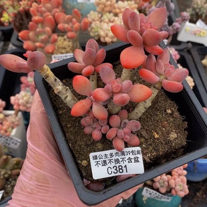 樱花奶老桩有掉叶381多肉植物