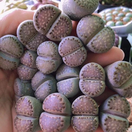 无花朵1383，2-2.7厘米如图17颗