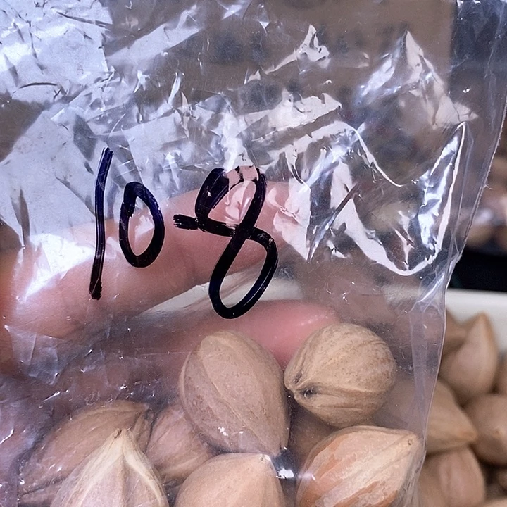 橄榄核手串/手链1111