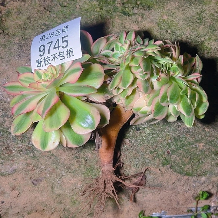 怕***头9745荔枝缀多肉植物