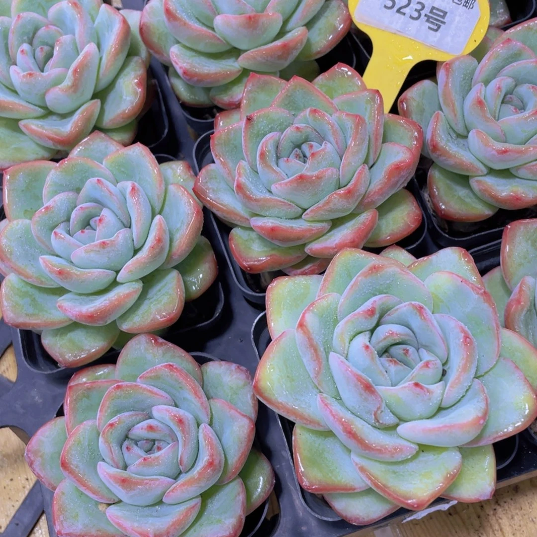 523号 老桩草莓泡芙单头一个