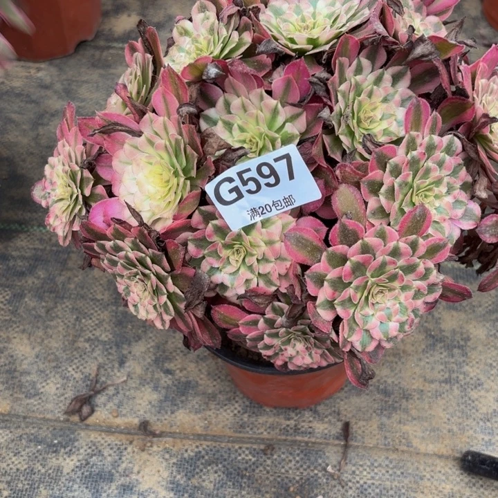 瑞妈多肉园艺597红铜壶超