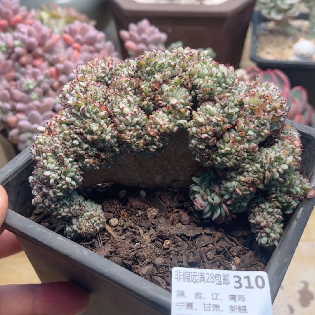 【闪购商品】310基莲缀