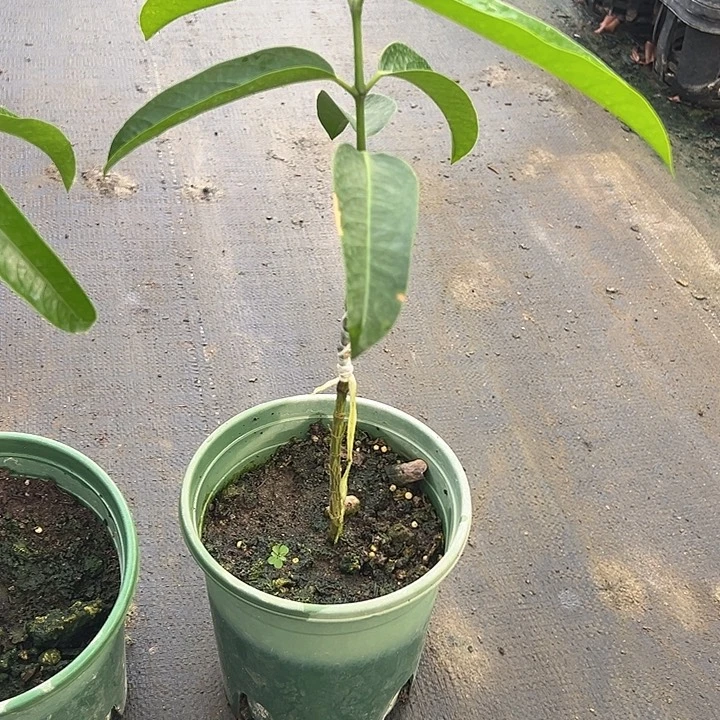 《***》天使379097557899999