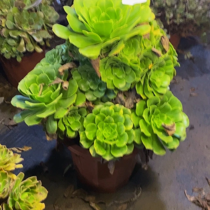 绿羊绒多肉断头不包3561