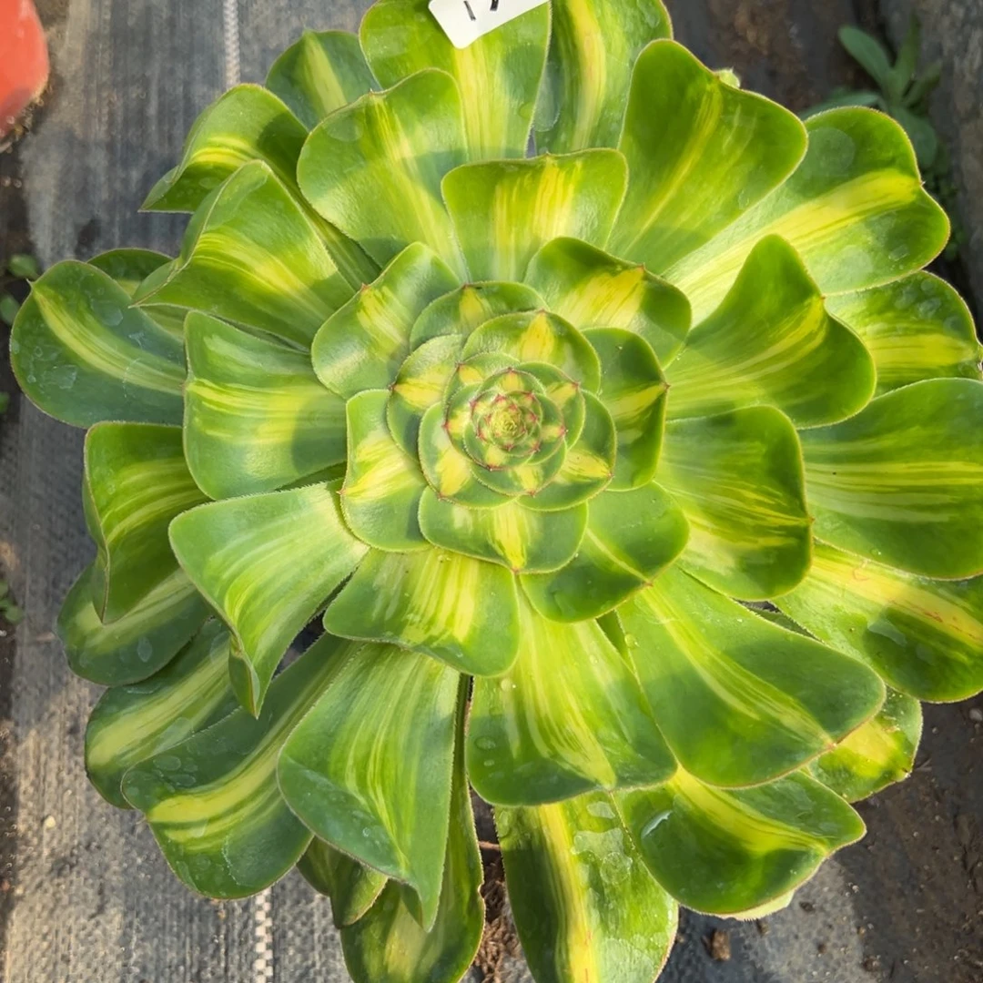 13暴君多肉植物紫