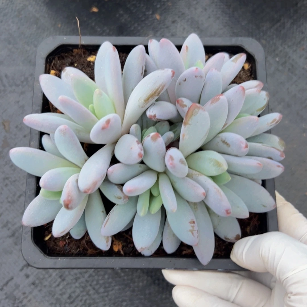 橙龙自然群多肉植物