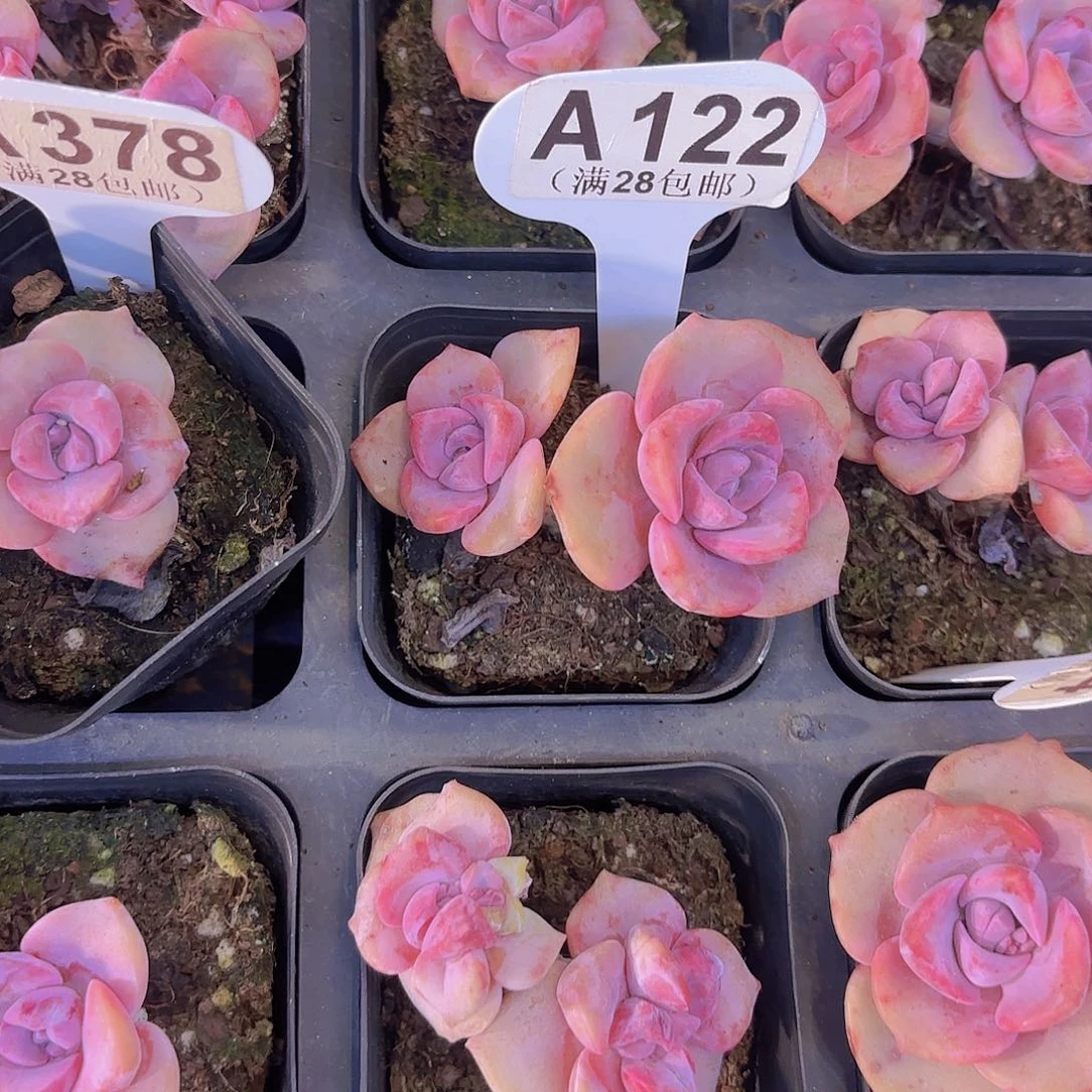 C***ZA122彩虹糖一物一拍