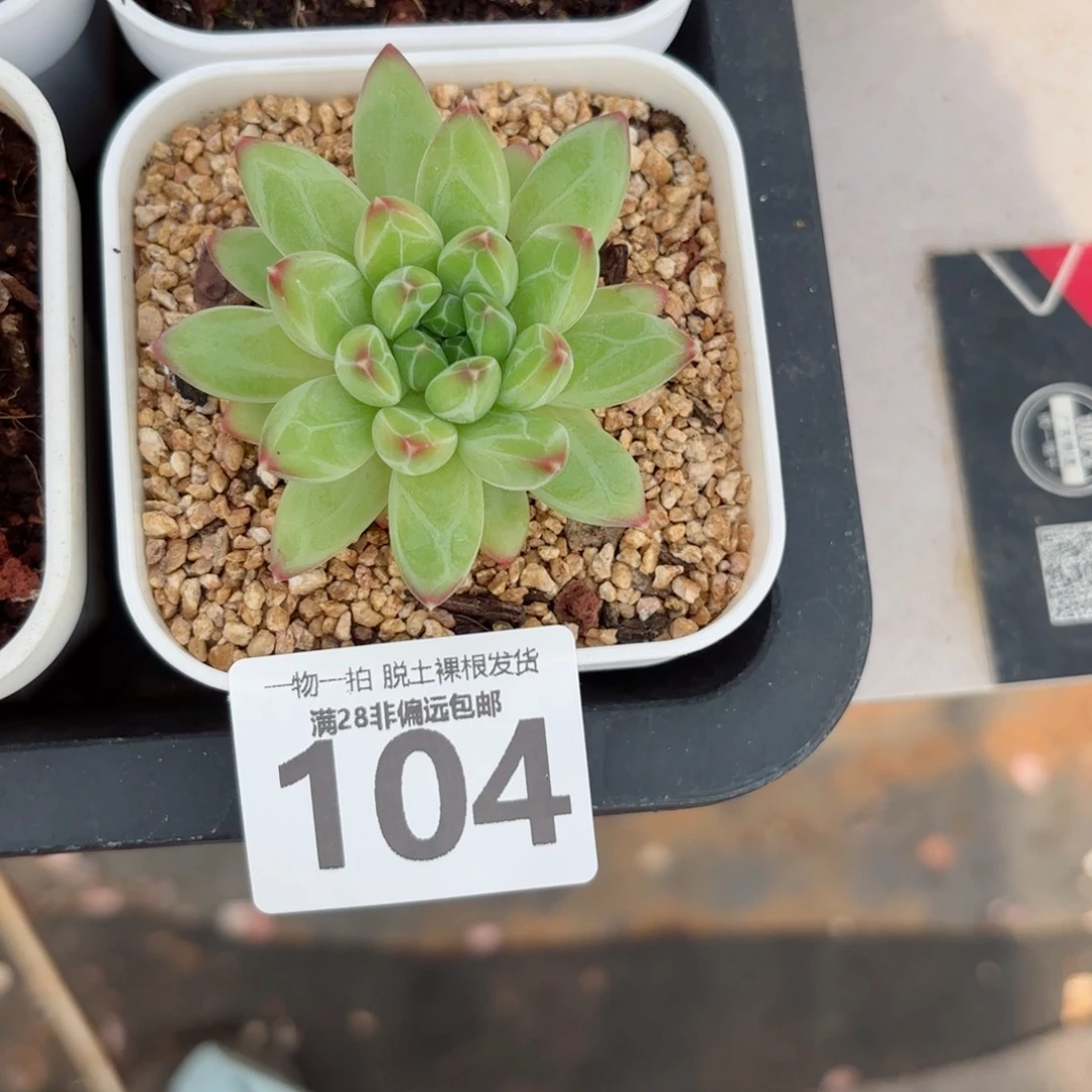 青花瓷单头无盆土发货