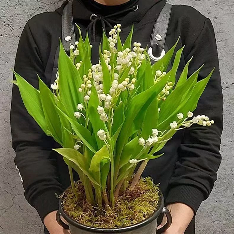 【带芽发货】香水铃兰花种根阳台风铃草种球多年生室内盆栽花卉植物