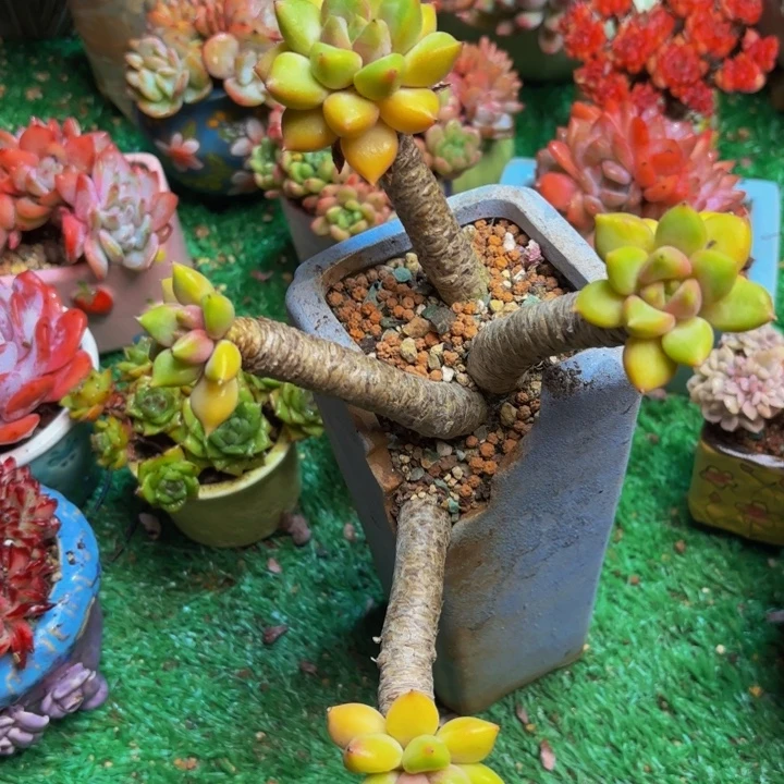 红象牙老桩多肉一颗