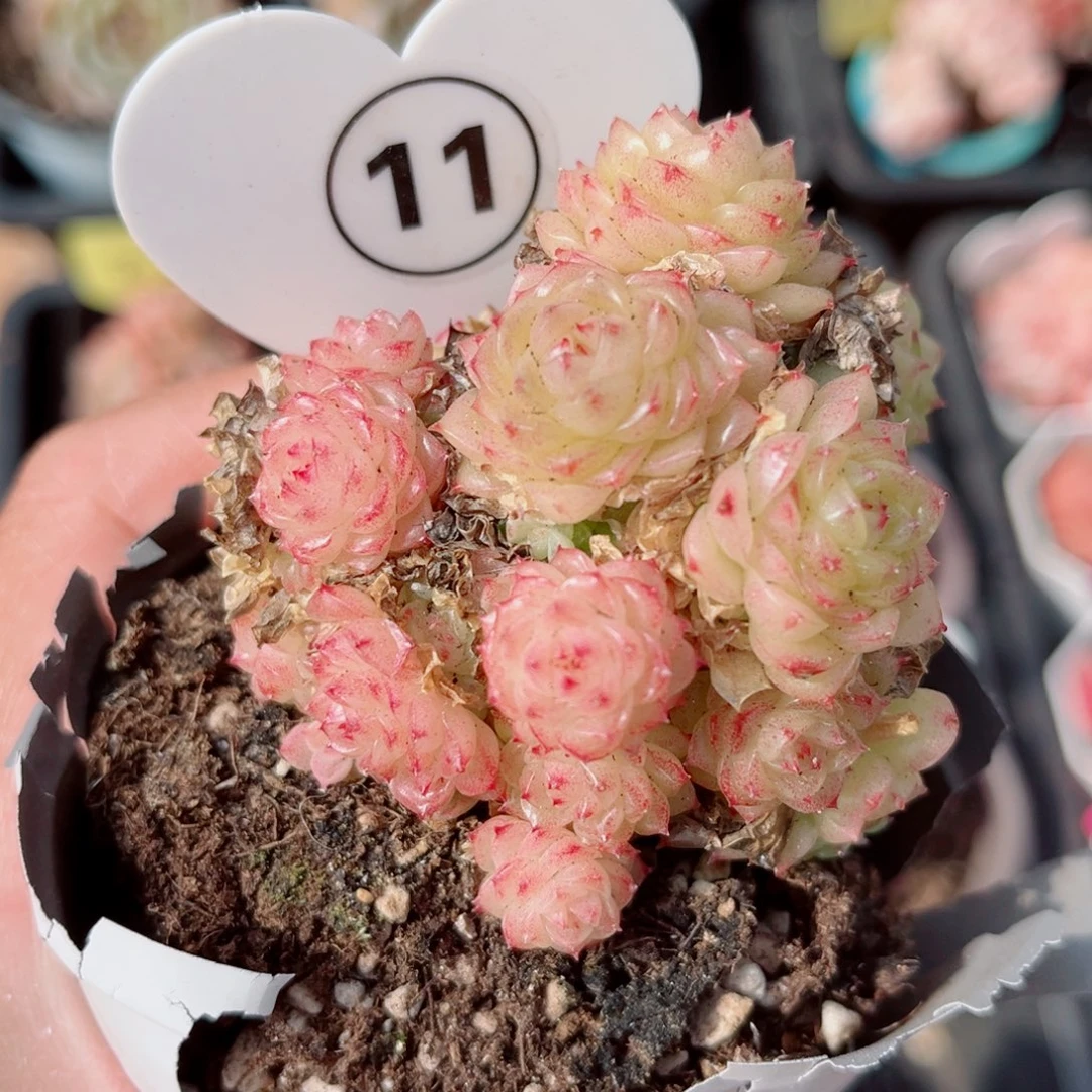 11号小老桩麦秆群不包整