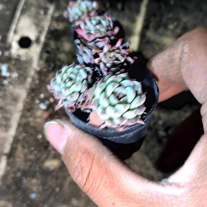 满6元包邮，粉姬莲老庄多头拇指盆